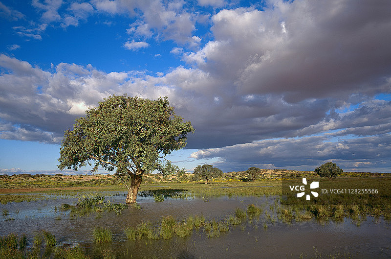 南澳大利亚提拉里沙漠雨后图片素材