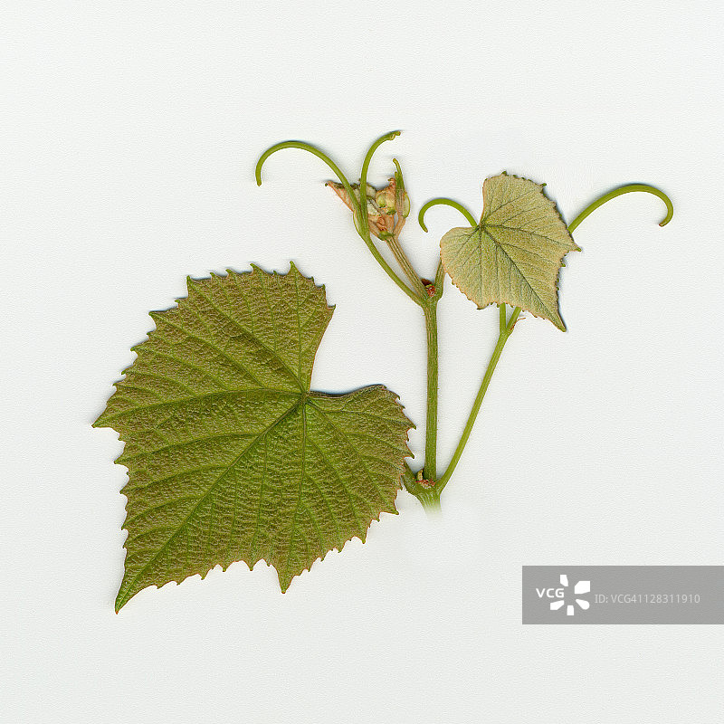 春季葡萄叶正面特写图片素材