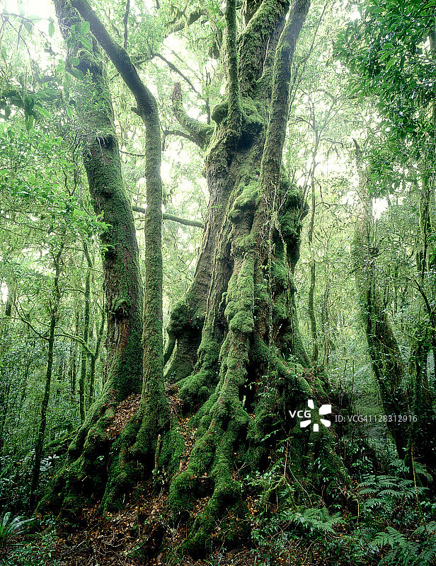 澳洲昆士兰州拉明顿国家公园南极山毛榉图片素材