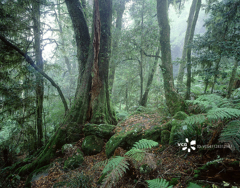 新南威尔士州新英格兰荒野国家公园的温暖温带雨林，澳大利亚图片素材