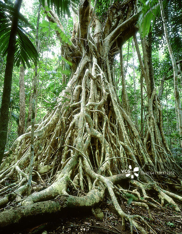 澳大利亚昆士兰州邓克岛国家公园的无花果树图片素材