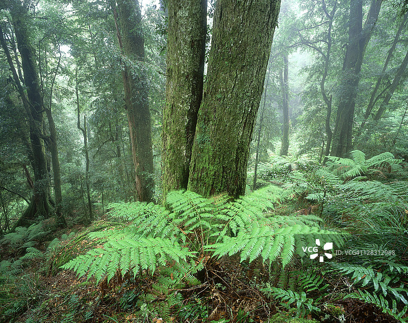 澳大利亚新南威尔士州新英格兰国家公园的南极山毛榉森林图片素材