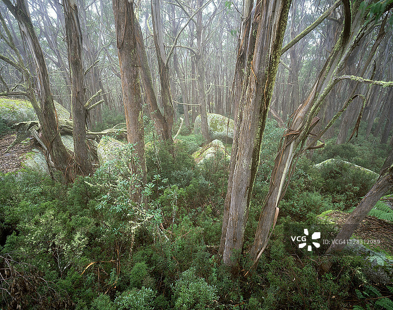 桉树和岩石，澳大利亚维多利亚州图片素材