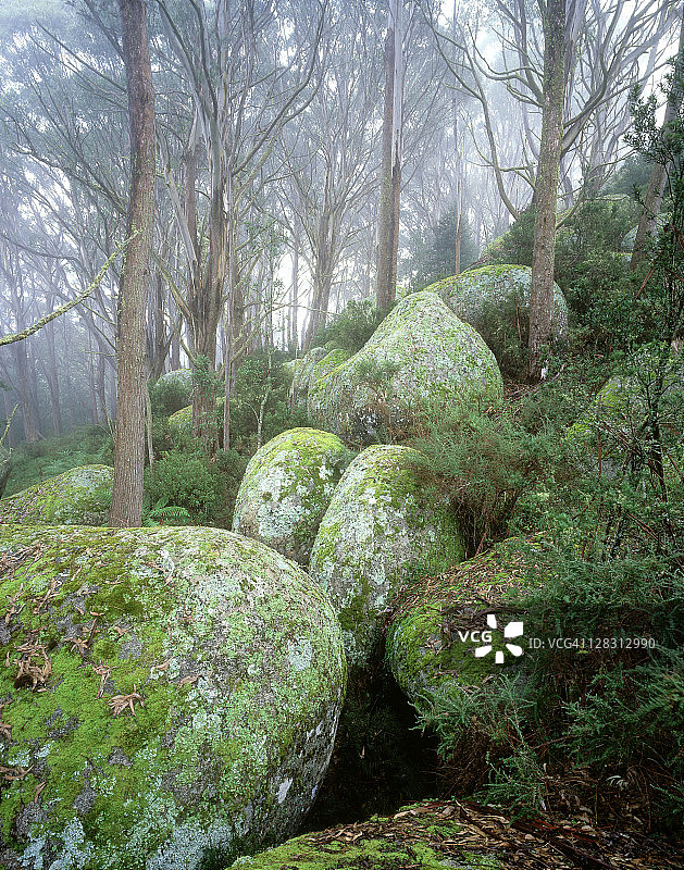 桉树和岩石，澳大利亚维多利亚州图片素材