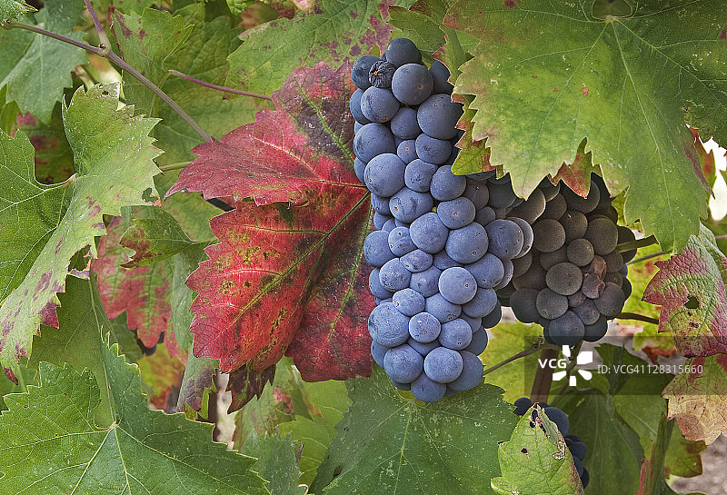 加州亚历山大谷的成熟仙粉黛葡萄图片素材