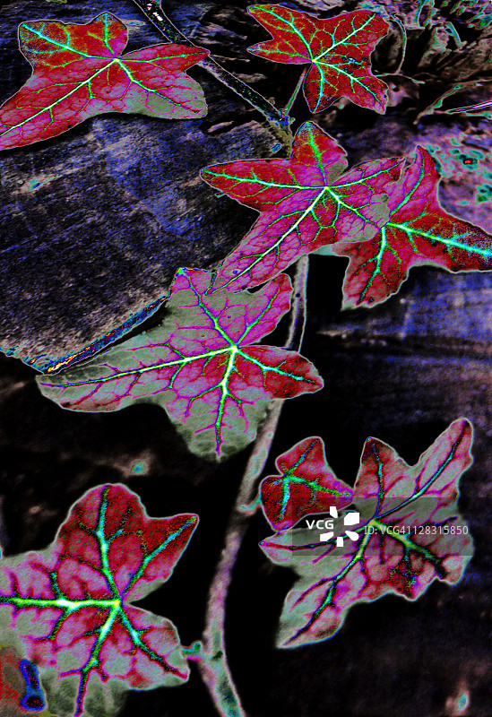 彩色毒藤图片素材