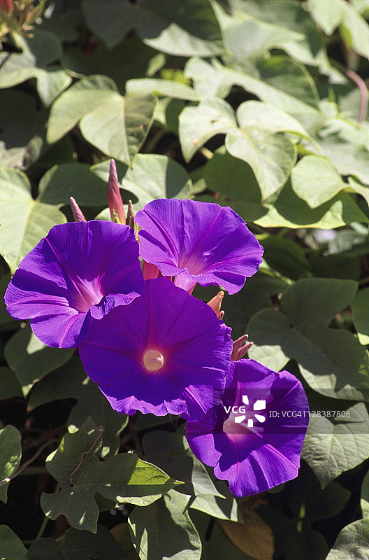牵牛花，旋花，西班牙卡达克斯图片素材