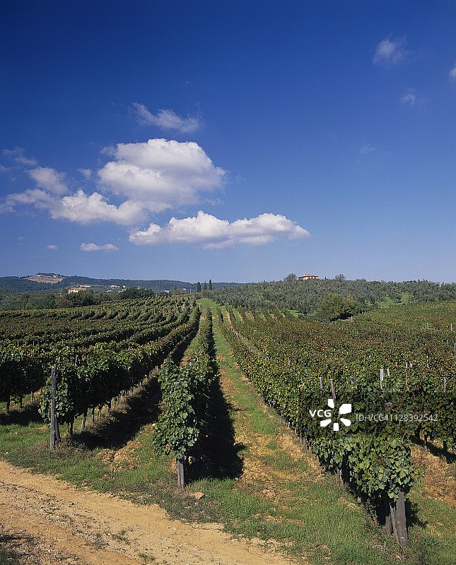 意大利托斯卡纳基安蒂产区的葡萄园图片素材