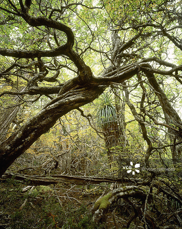 澳大利亚塔斯马尼亚摇篮山国家公园的秋季落叶山毛榉图片素材