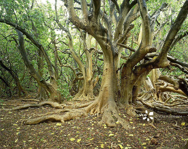 澳大利亚昆士兰穆斯格雷夫夫人岛的皮索尼亚树林图片素材