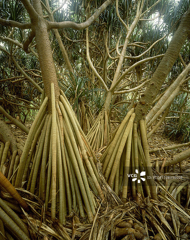 露兜树， Lady Musgrave岛，昆士兰州，澳大利亚图片素材