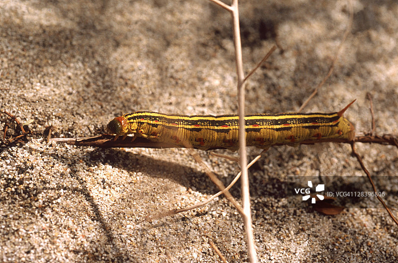 加州天蛾毛毛虫图片素材