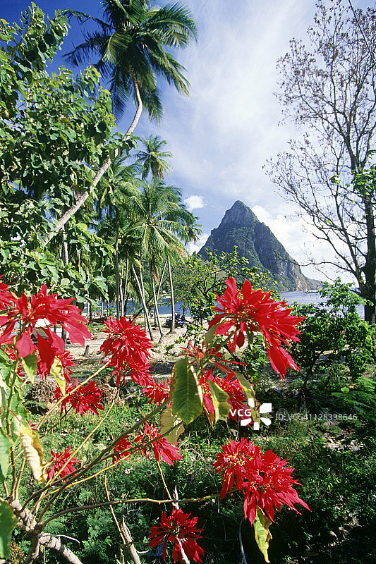 红色圣诞花，位于苏弗里耶小皮通山图片素材
