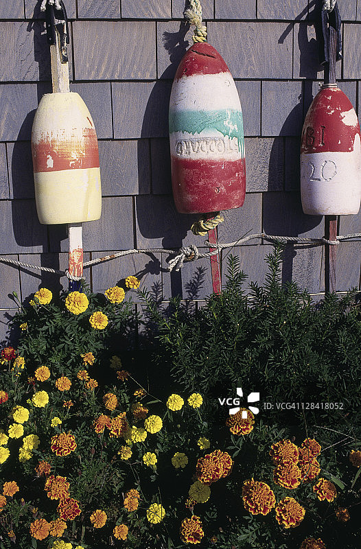 科德角墙上的三个龙虾笼标记图片素材