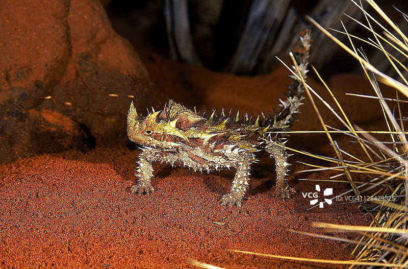 沙漠沙地上的魔蜥图片素材
