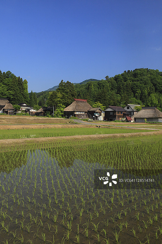 日本新潟柏崎稻田茅草屋顶住宅图片素材