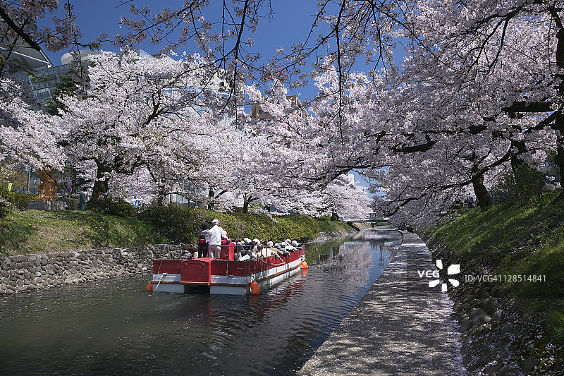 富山县富山市的松川河与樱花图片素材