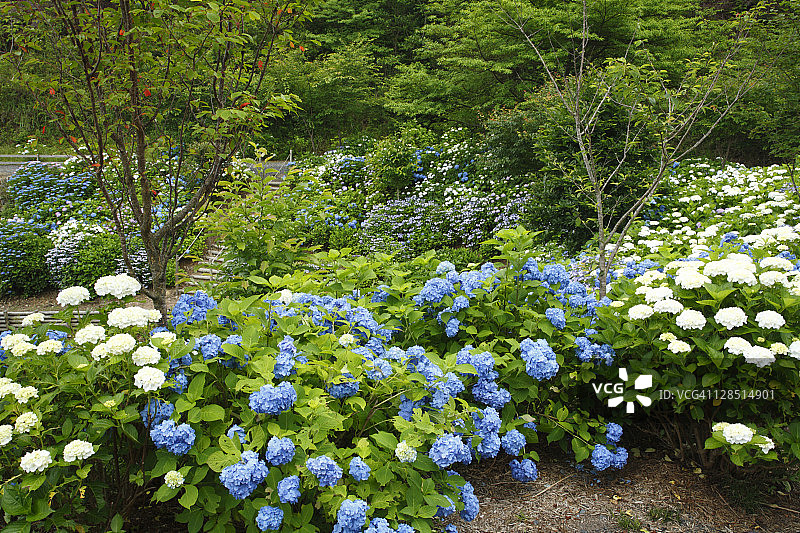 日本三重县伊势志摩国立公园的绣球花图片素材