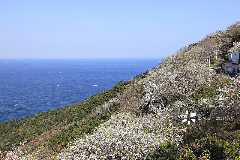 日本和歌山县日高郡美滨町日之岬的樱花图片素材
