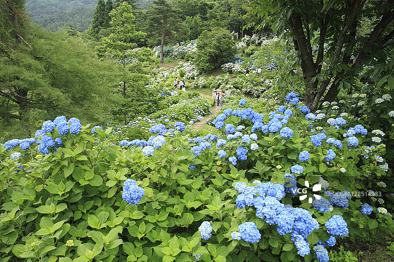 日本京都舞鹤自然文化公园的绣球花图片素材