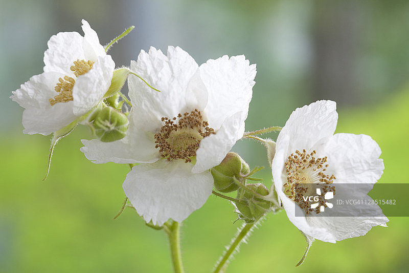 美国华盛顿州，小花悬钩子图片素材