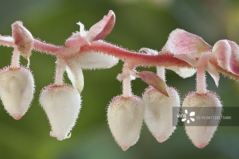 美国华盛顿卵叶白珠花图片素材