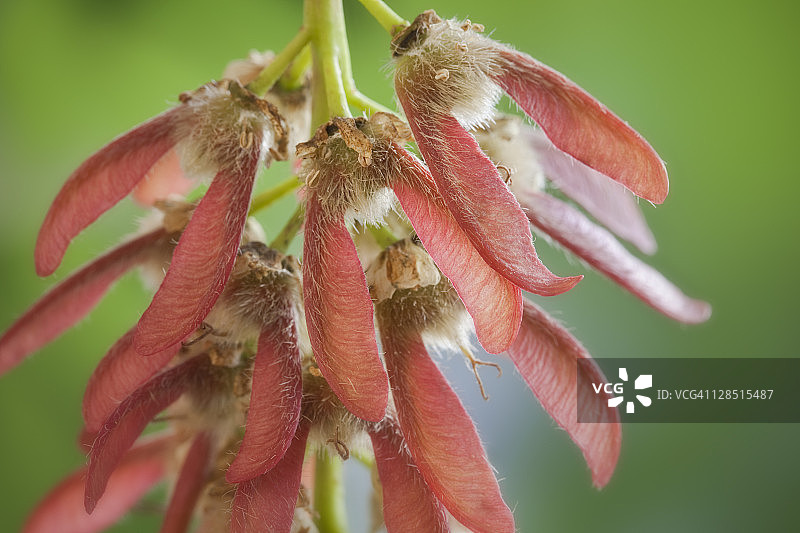 美国华盛顿州，枫树种子特写图片素材