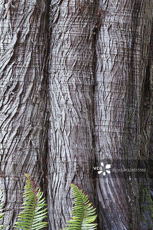 美国华盛顿州西部红雪松树皮与剑蕨图片素材