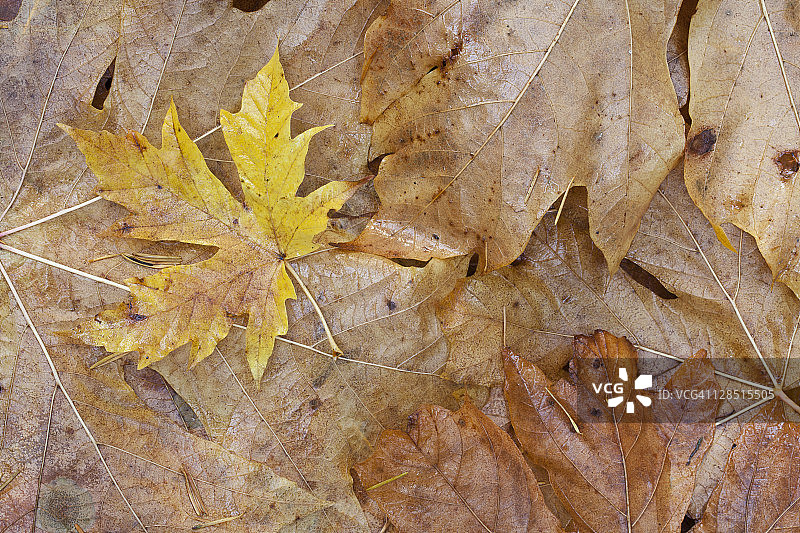 枫叶特写图片素材