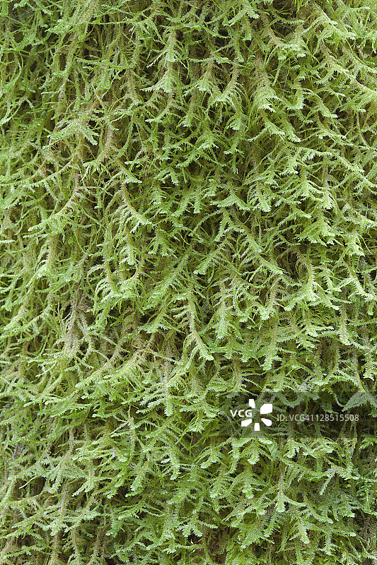 美国华盛顿州吉萨普县锡贝克吉列莫特海湾自然保护区苔藓特写图片素材