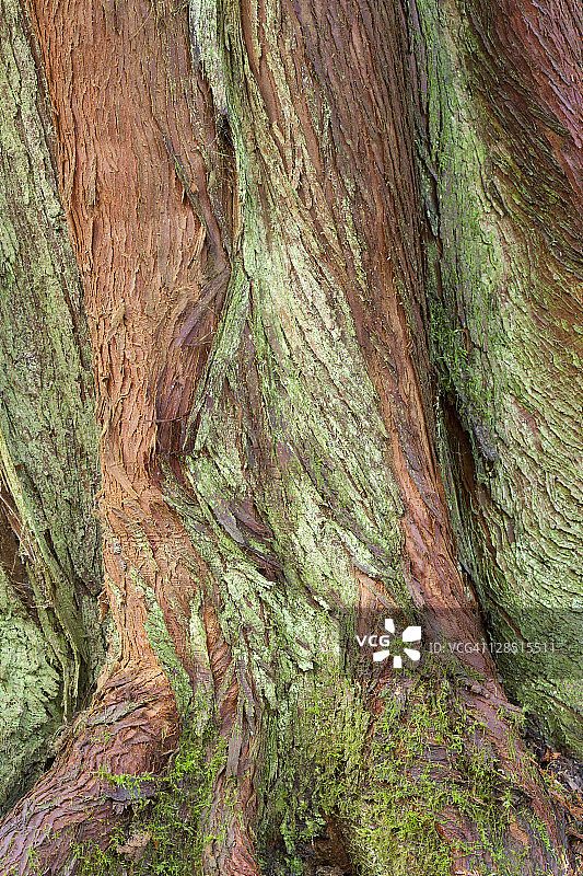 美国华盛顿州锡察普县海贝克吉耶莫湾自然保护区西部红雪松树干图片素材
