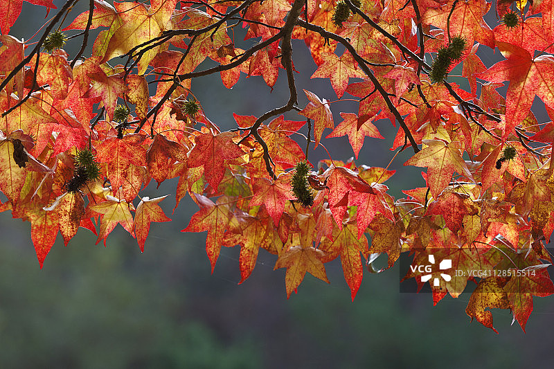 美国华盛顿州基萨普县Seabeck，Guillemot Cove自然保护区，阳光下发光的枫香树叶图片素材