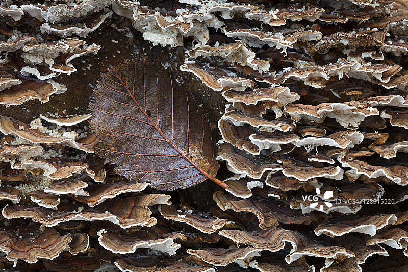 美国华盛顿州基萨普县汉斯维尔赤杨树上的云芝图片素材