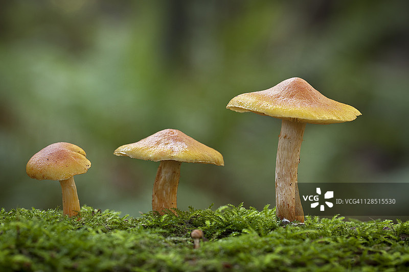美国华盛顿州基萨普县汉斯维尔苔藓原木上的蘑菇图片素材