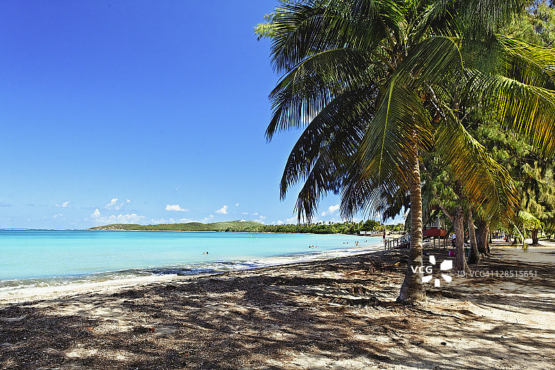 波多黎各法哈多七海滩棕榈树图片素材