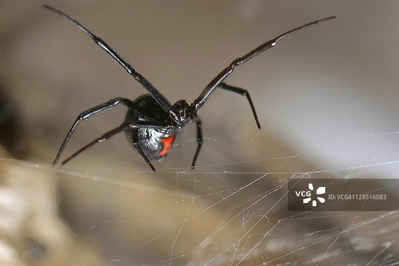 黑寡妇蜘蛛特写图片素材