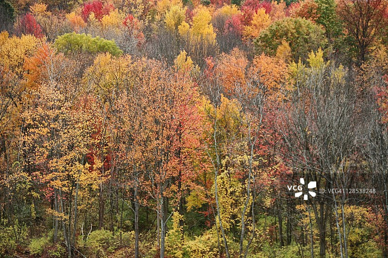 秋天的树图片素材