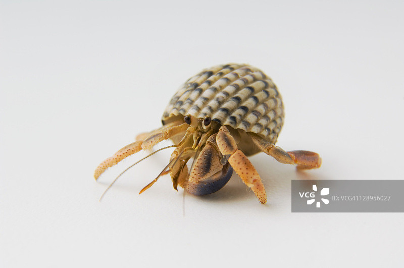 寄居蟹图片素材