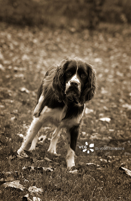 英国跳猎犬图片素材