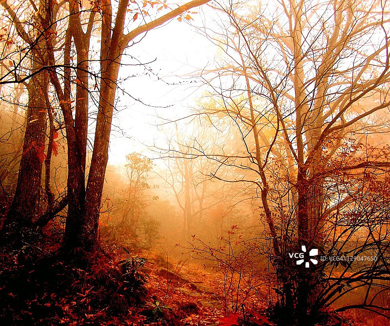 晨雾中的秋色图片素材