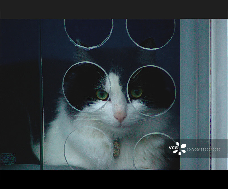 戴眼镜的猫图片素材