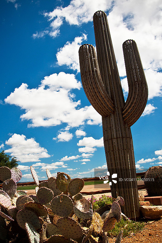 观赏仙人掌图片素材