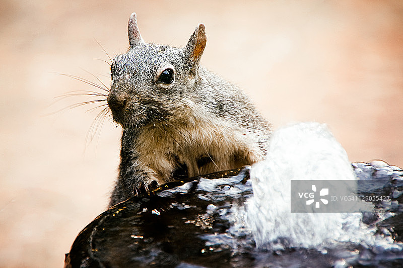 西部灰松鼠图片素材