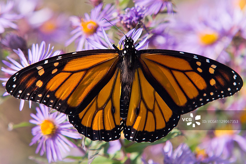帝王蝶与新英格兰紫菀花图片素材
