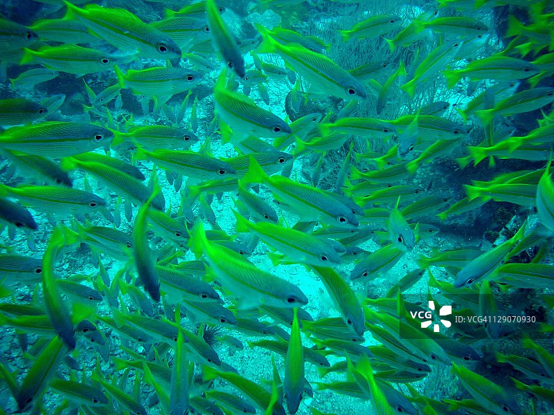 一群大眼鲷图片素材