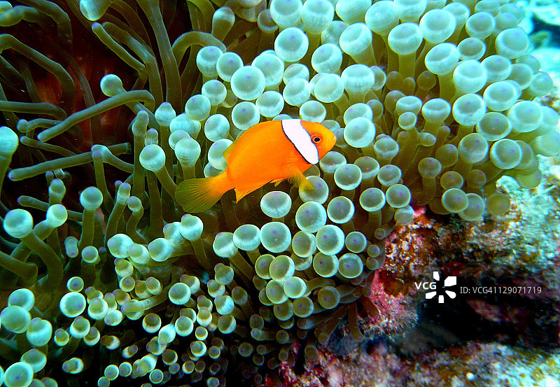 番茄小丑鱼图片素材