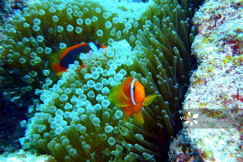 番茄小丑鱼图片素材