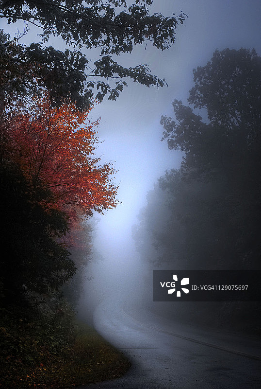 森林中的浓雾图片素材