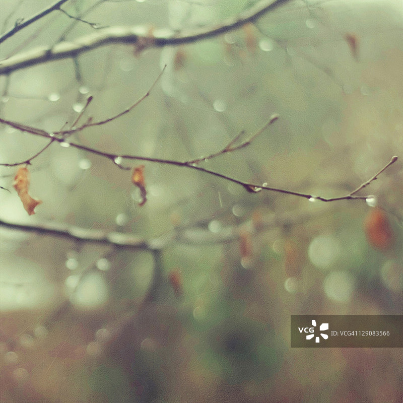 雨中树枝上的秋叶图片素材