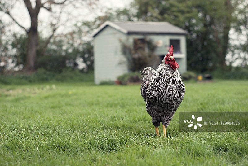 在花园里漫步的鸡图片素材